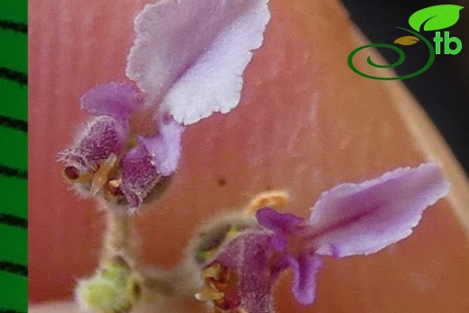 subsp. pamphylicum-Antalya