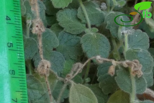 subsp. pamphylicum-Antalya