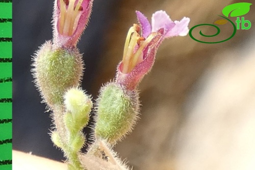 subsp. pamphylicum-Antalya