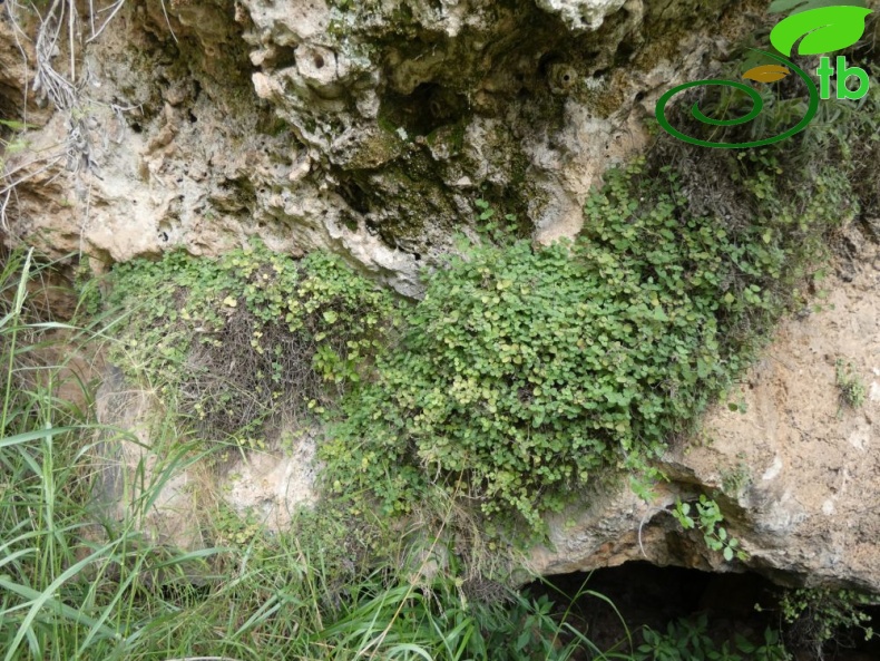 subsp. pamphylicum-Antalya