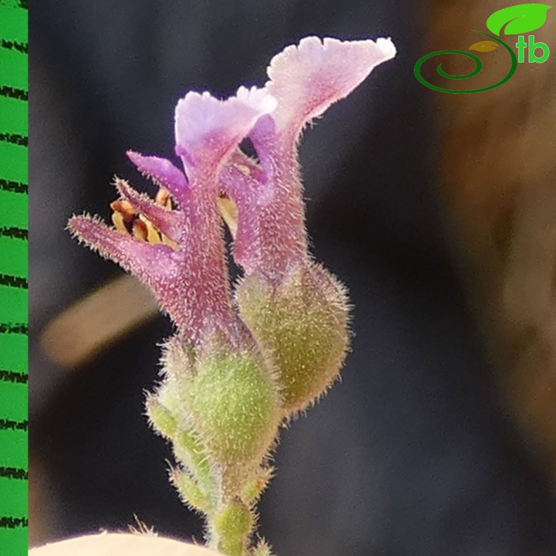 subsp. pamphylicum-Antalya