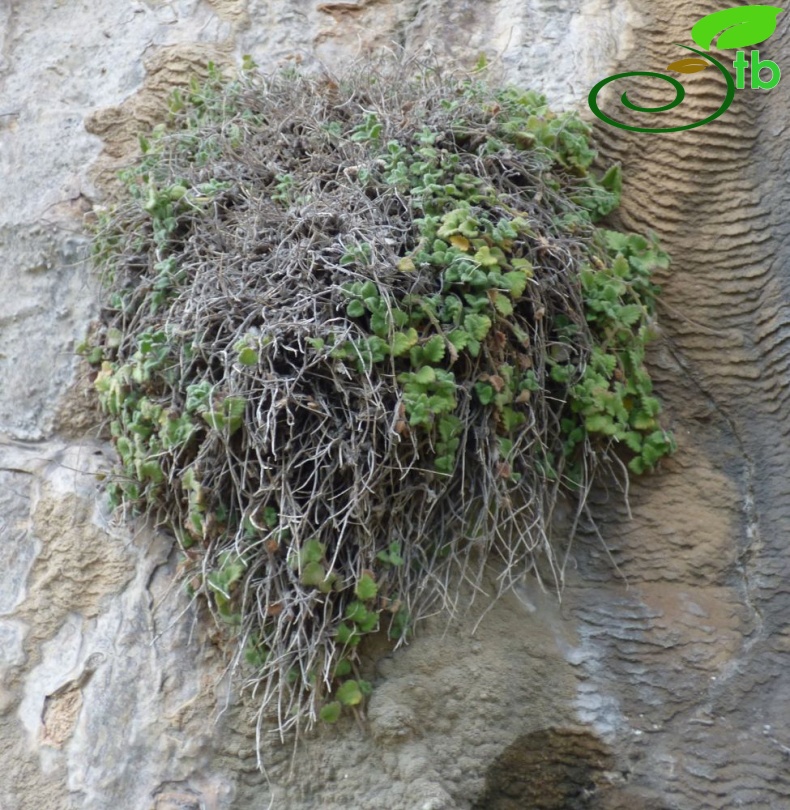 subsp. pamphylicum-Antalya