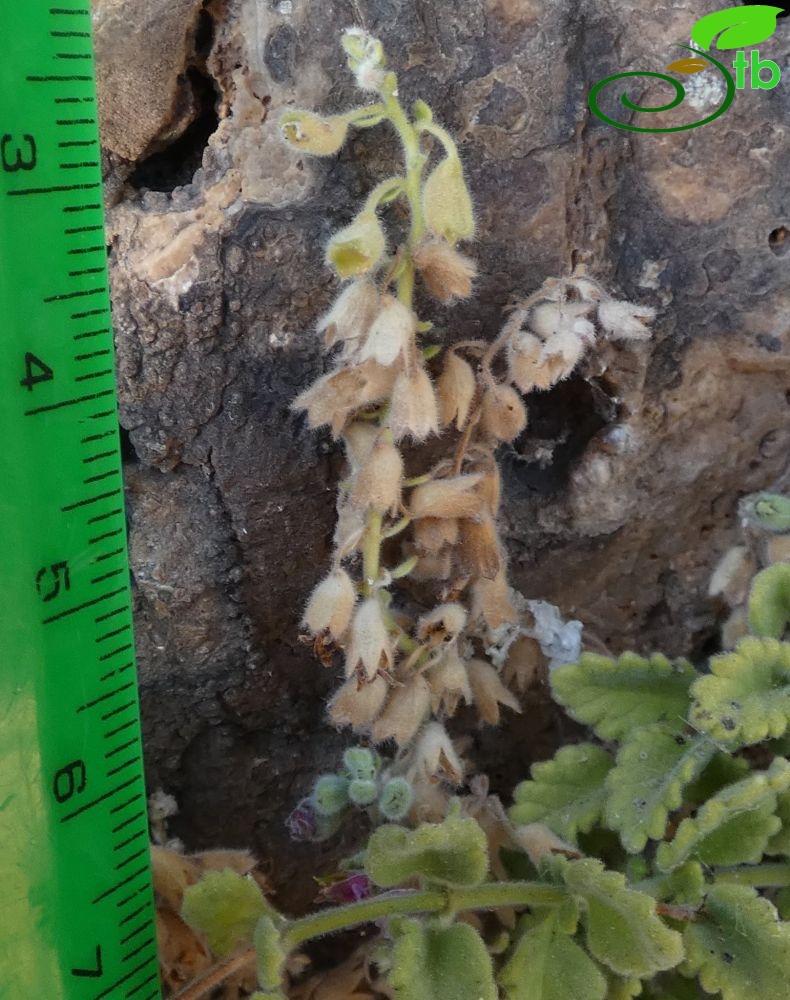 subsp. pamphylicum-Antalya