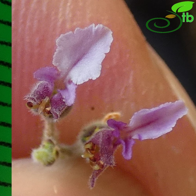 subsp. pamphylicum-Antalya