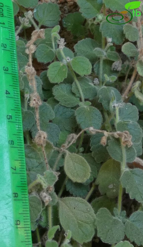 subsp. pamphylicum-Antalya