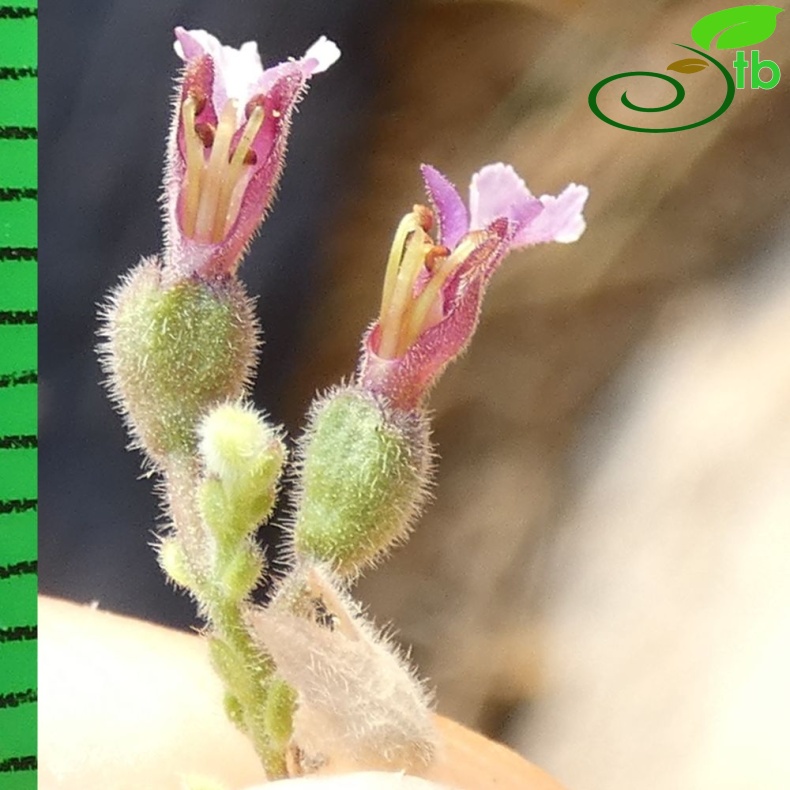 subsp. pamphylicum-Antalya