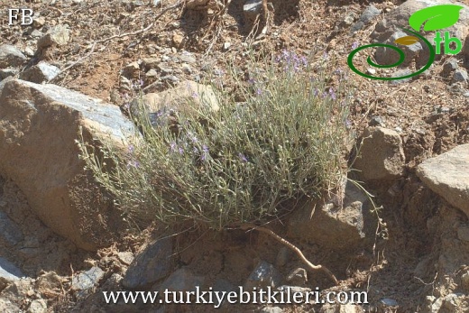 Sandras dağı-Köyceğiz