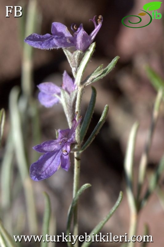 Sandras dağı-Köyceğiz