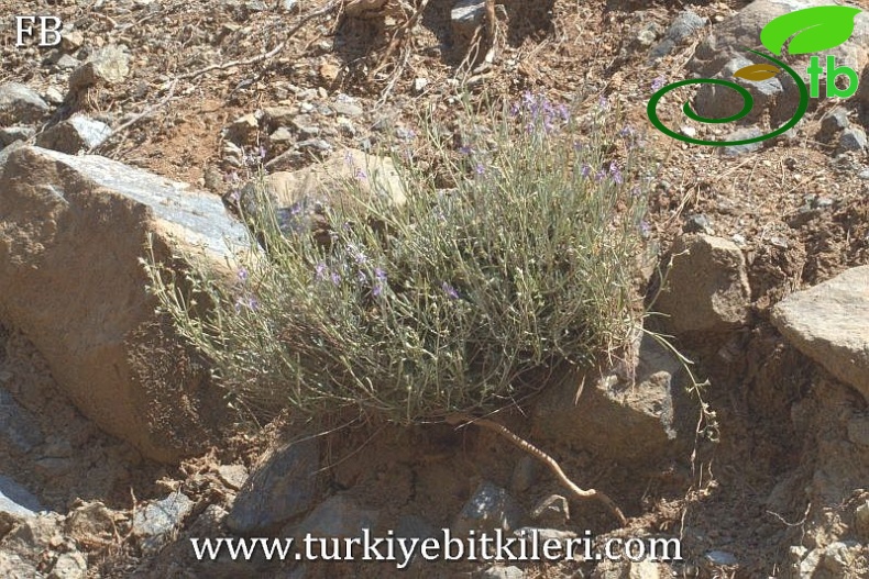 Sandras dağı-Köyceğiz