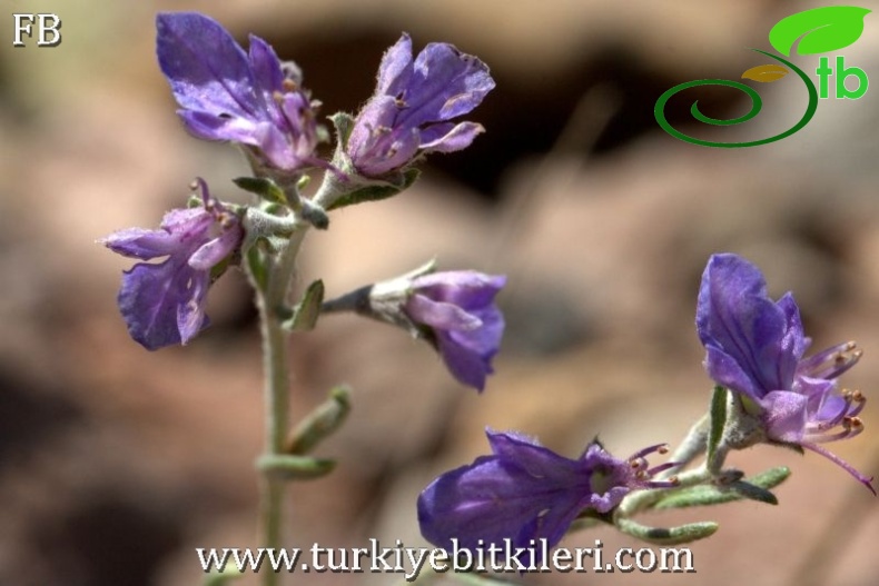 Sandras dağı-Köyceğiz