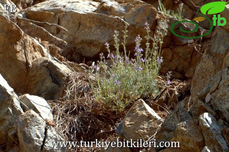 Sandras dağı-Köyceğiz