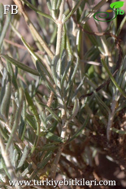 Sandras dağı-Köyceğiz