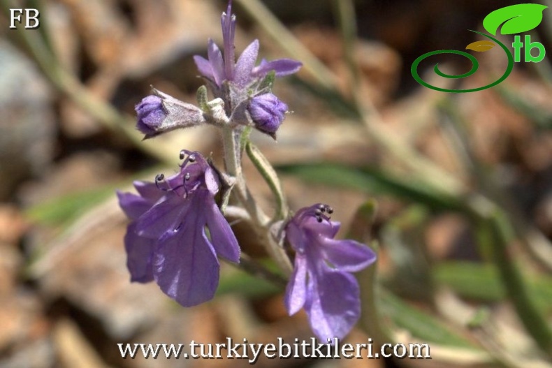 Sandras dağı-Köyceğiz