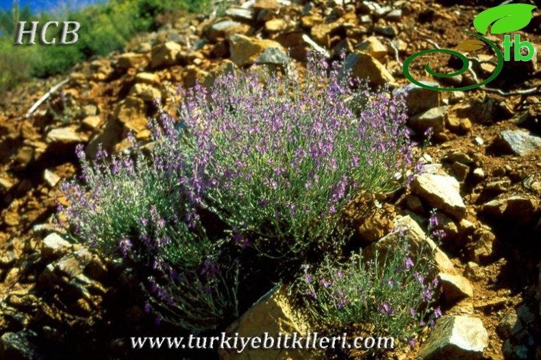 Sandras dağı-Köyceğiz