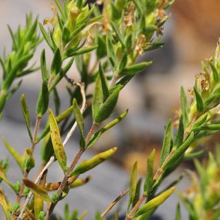 subsp.isaurica-Alanya