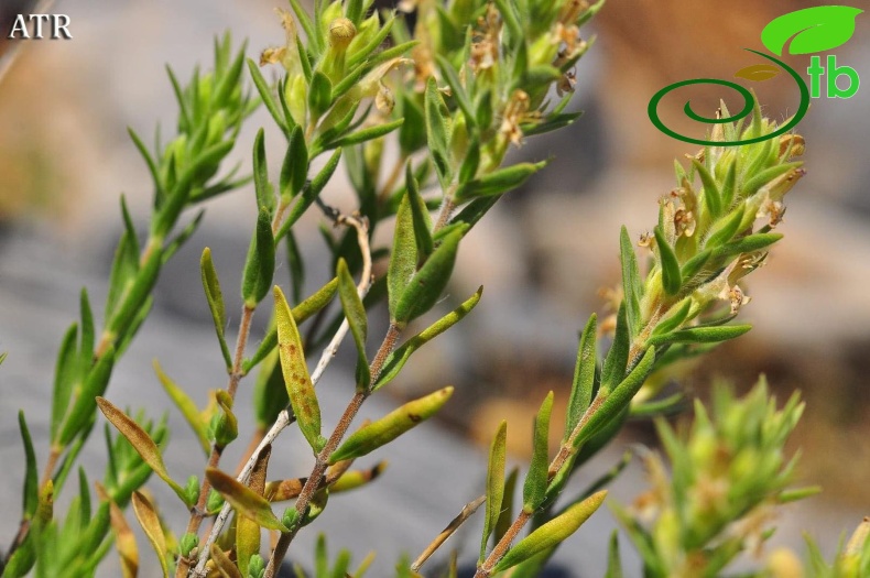 subsp.isaurica-Alanya