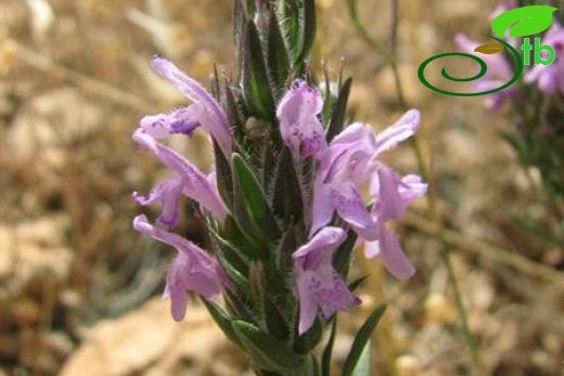 var. spicata