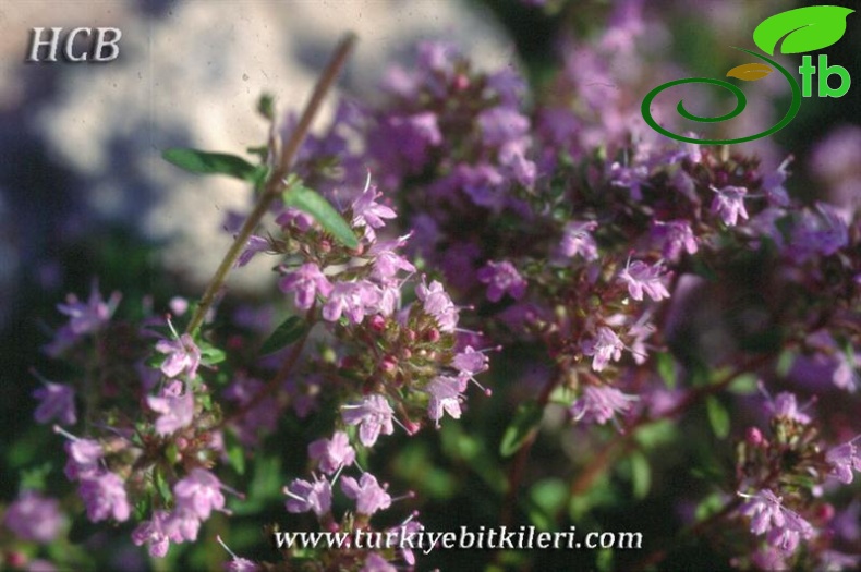 subsp. longicaulis var. longicaulis