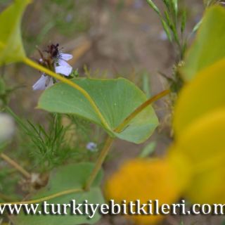 Sivas