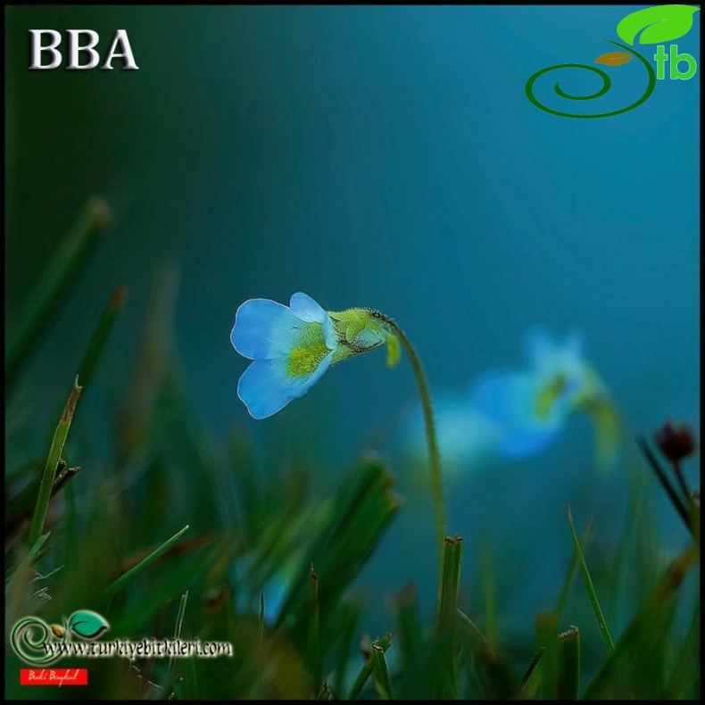 Sandras dağı-Köyceğiz