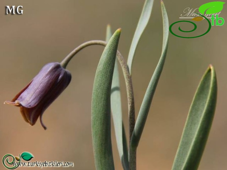 subsp. assyriaca-Mardin