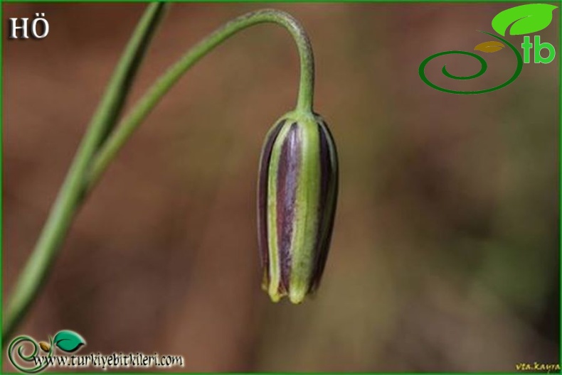 Gündoğmuş-Antalya