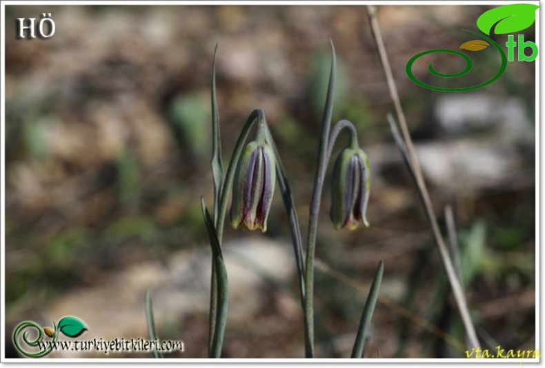 Gündoğmuş-Antalya