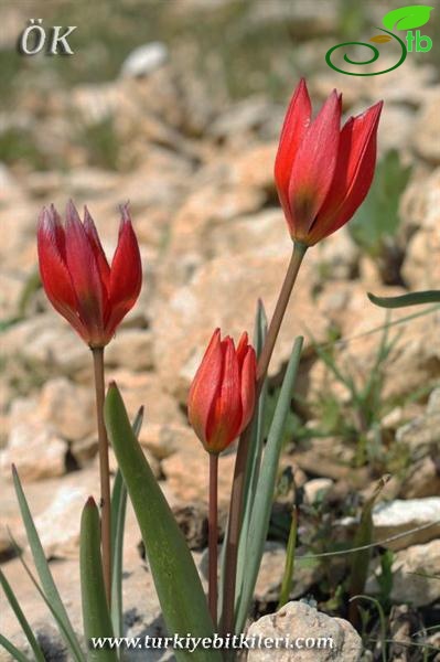 Sarıveliler-Karaman