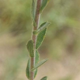 ssp anatolicum var anatolicum- Beypazarı-Ankara