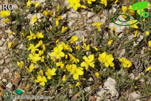 ssp gypsicola var papilliferum-Fethiye-Muğla