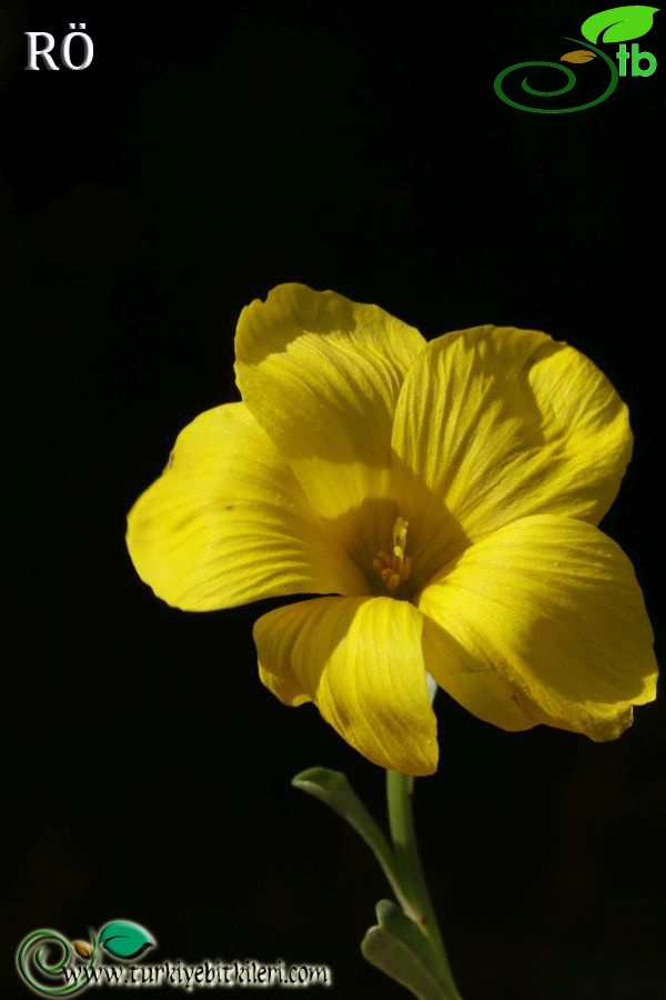 ssp gypsicola var papilliferum-Fethiye-Muğla