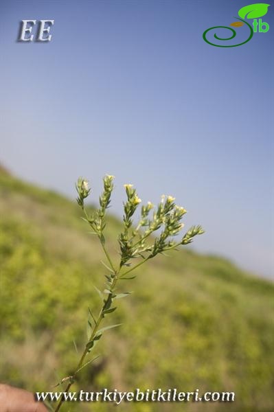 var. strictum