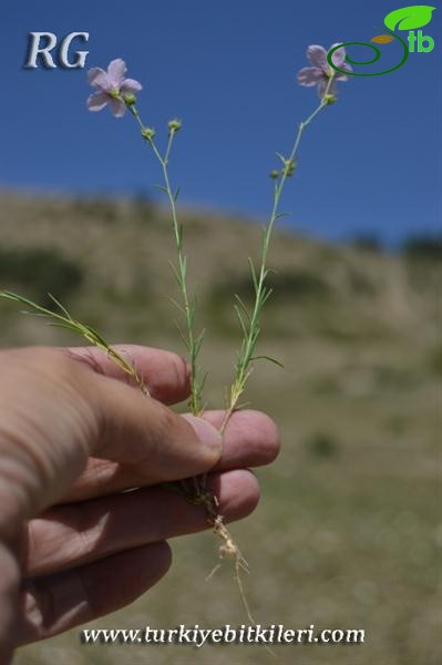 Oltu-Erzurum