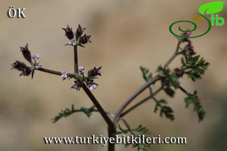 Mardin