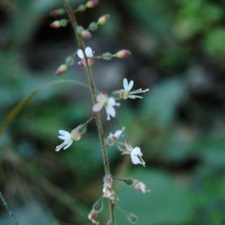 Bolu