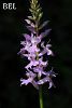 subsp. saccifera