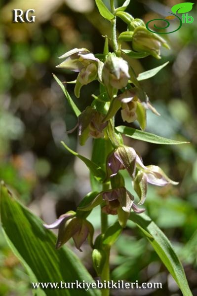 Ilgaz dağları-Kastamonu