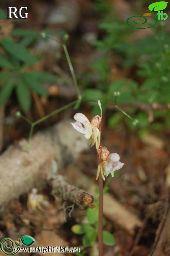 Ilgaz dağları-Kastamonu
