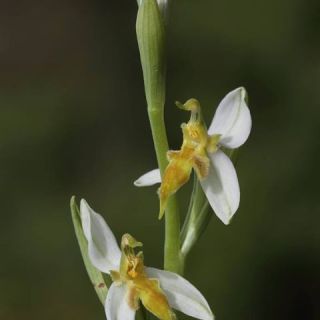 var. trollii-Osmaniye