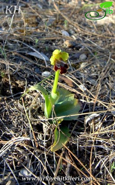 Ophrys fusca (4)