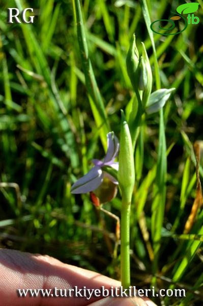 Ssp calypsus-Datça-Muğla