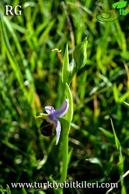 Ssp calypsus-Datça-Muğla