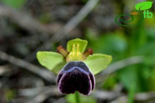 subsp. omegaifera-Datça-Muğla