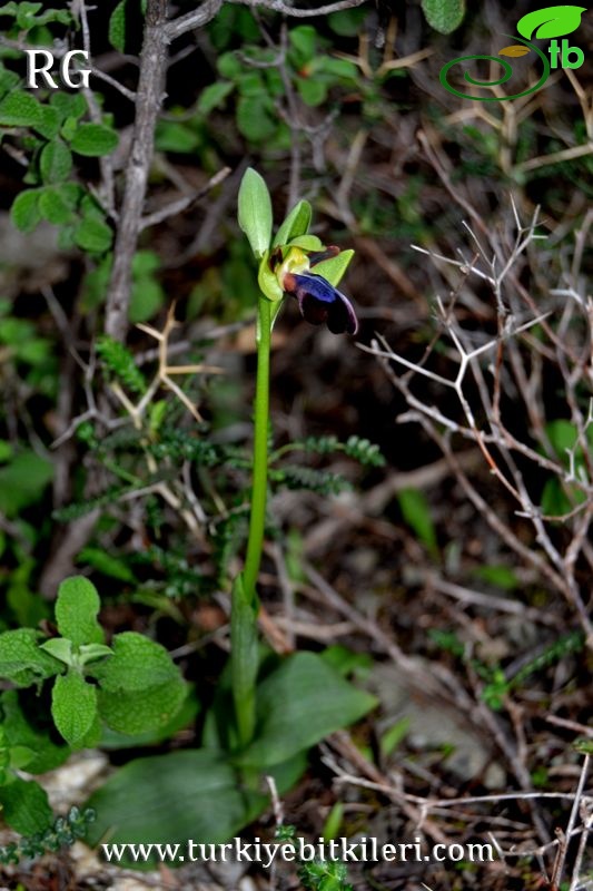 subsp. omegaifera-Datça-Muğla