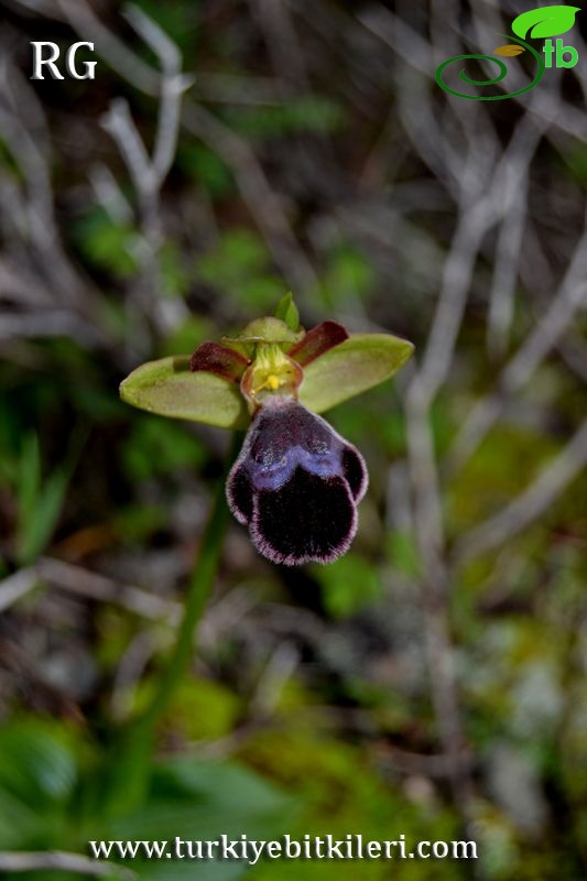 subsp. omegaifera-Datça-Muğla