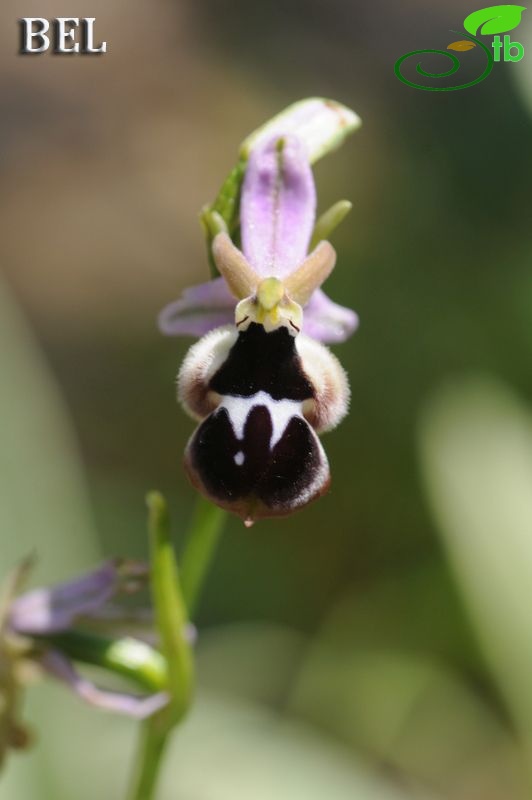 ssp. leucotaenia