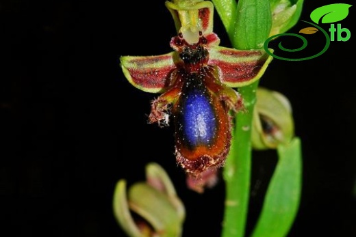 Ophrys speculum&Ophrys regis-ferdinandii