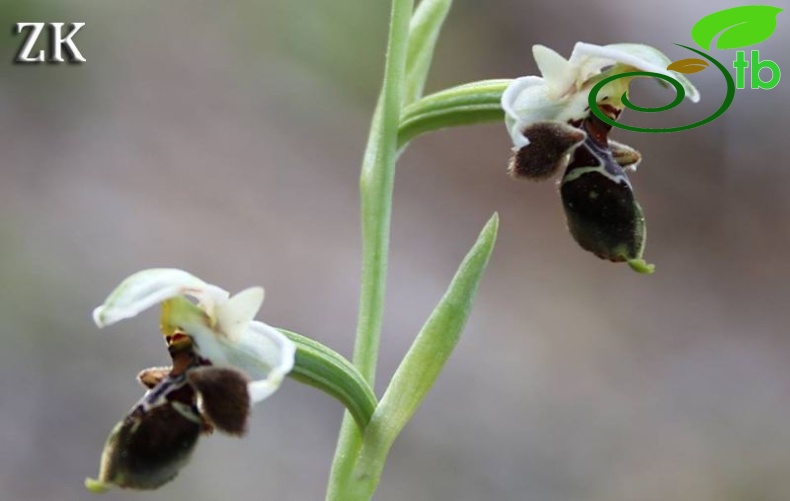 ssp lapethica-Antalya