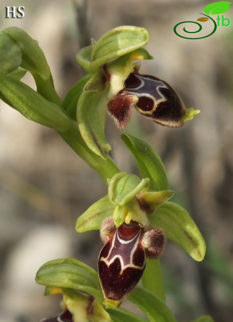 subsp.calycadniensis- Silifke