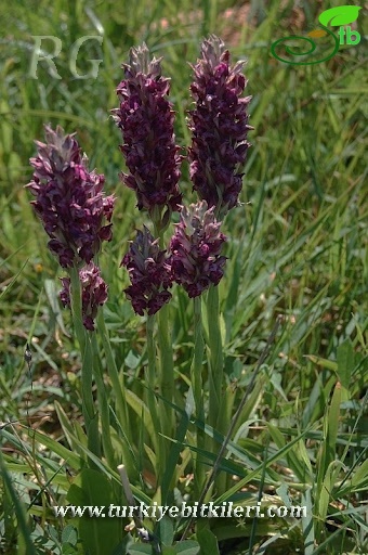 Ssp fragrans-Silifke-Mersin